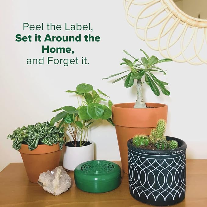 Citrus Magic Solid Air Freshener, Bamboo Rainforest - Image 7