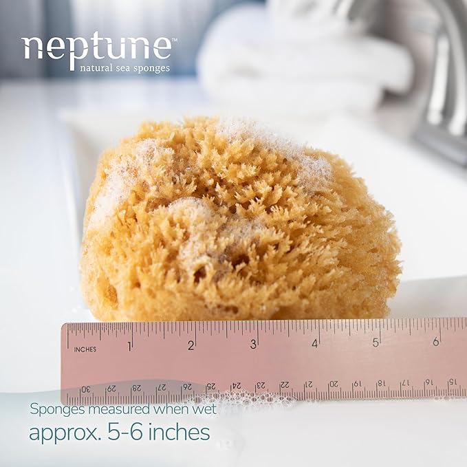 Neptune Caribbean Sea Sponge, Hand Cut, Approx. 5-6 inches - Image 2